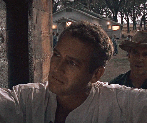 cinemaspast: Paul Newman as LukeCOOL HAND LUKE (1967) dir. Stuart Rosenberg 