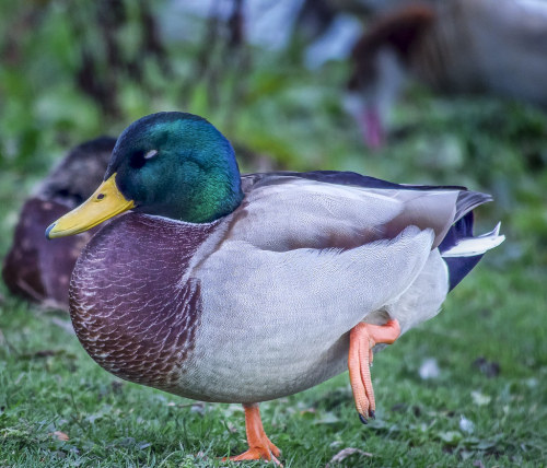 is-that-bird&ndash;you-know:Mallard (Anas platyrhynchos)© Anthony Gidlow