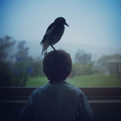 archiemcphee:The Department of Unexpected Interspecies Friendship is head over heels for corvids, the family that contains geniuses of the bird world including crows, ravens, magpies, jackdaws, jays, rooks and nutcrackers. Last week we met a little girl