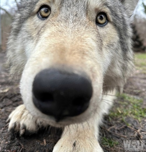 Silly Wolf Photos From WCC. Reblog If You Agree 