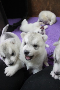 thecutestofthecute:  southernsnowdogs:  Wish