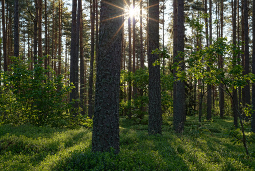 swedishlandscapes: Enjoying the sounds of the forest.