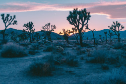 leahberman: desert sun Joshua Tree National