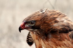 crazycritterlife:  Third year female red-tail down on a kill 