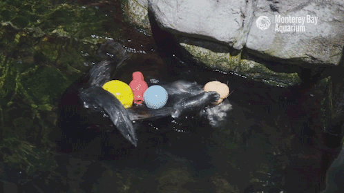 montereybayaquarium:Always thinking two swims ahead, it’s time to meet Kit the Sea Otter!