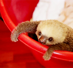 zogga-san:  Here, have a sloth.