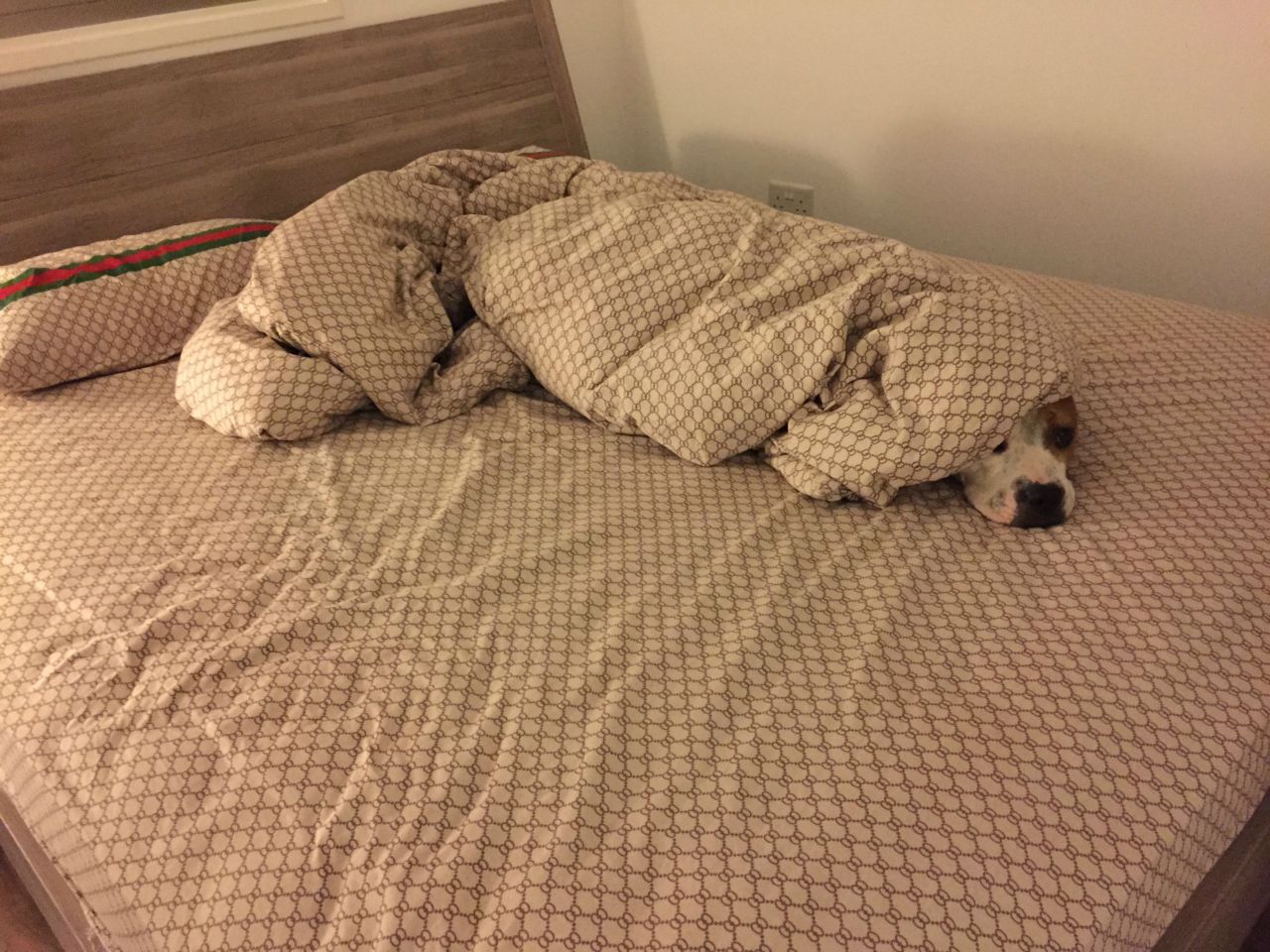 awwww-cute:  Went to shower, bed was made. Came out to this