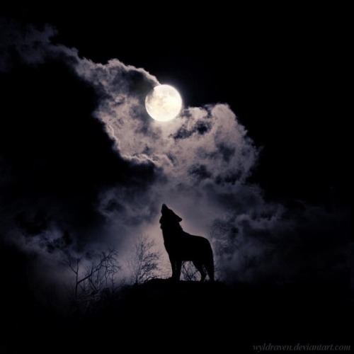 #wolf #nightwolf #moon #fullmoon 