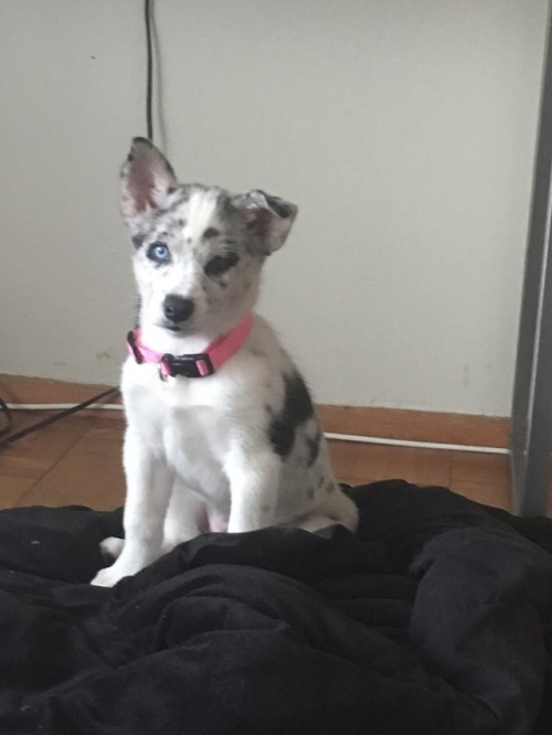 It's Been Two Months Since I Got Manchitas, Look How Much She's Grown!!!!!
