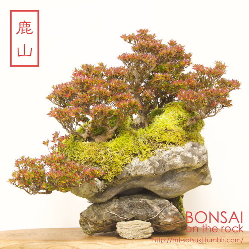 皐月「珍山」＆「鹿山」の石付盆栽SATSUKI “CHINZAN” &amp; “KAZAN” azalea bonsai 