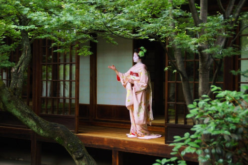 yuikki:   	京都の花（ふく朋さん） by Nobuhiro Suhara 