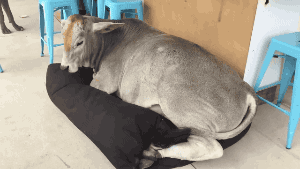 gifsboom:Cow Tries to Sleep on Dog Bed. [video][DailyPicksandFlicks]Tries?Succeeds.