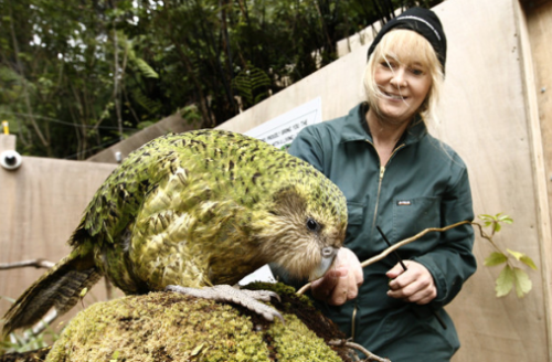 nature-and-biodiversity: The Kakapo (Strigops habroptilus) is one of the world’s most endanger