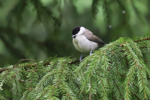 Willow tit/talltita.