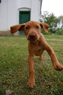 funnywildlife:  vizsla puppy by akos.varadi