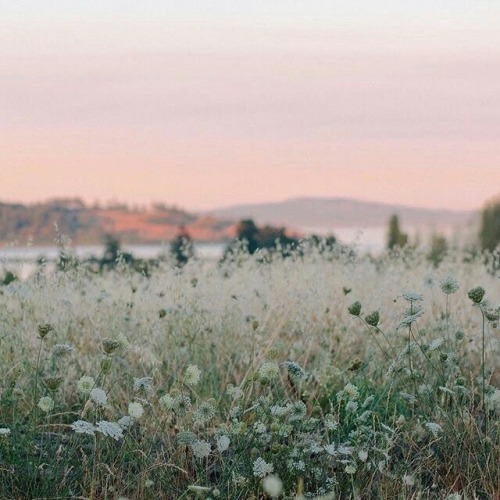 Wildflower Moodboard