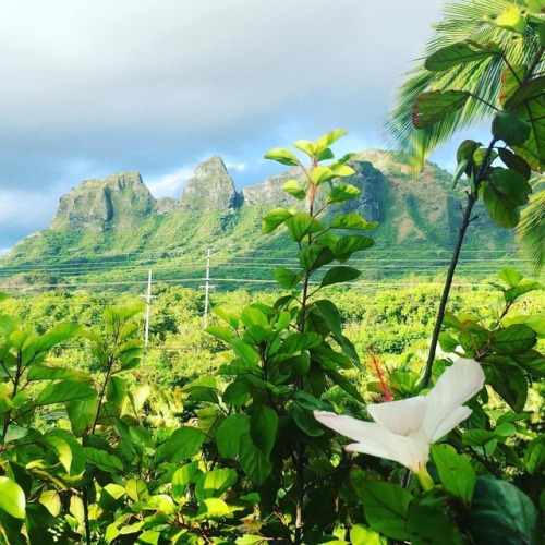 Early morning. #kalalea #kauai #hawaii #mountain #hibiscus