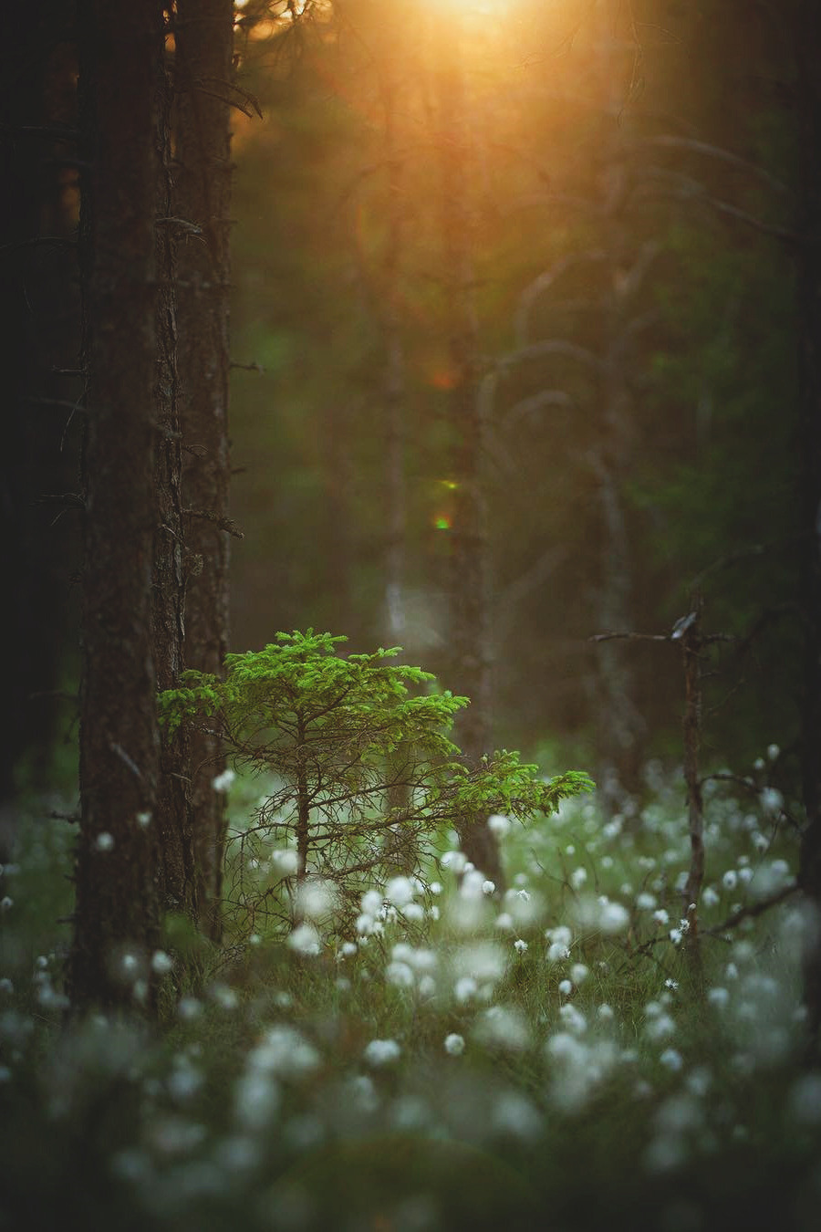 lsleofskye:  Summersnow - Collection | life.by.linusLocation:  Småland, Sweden