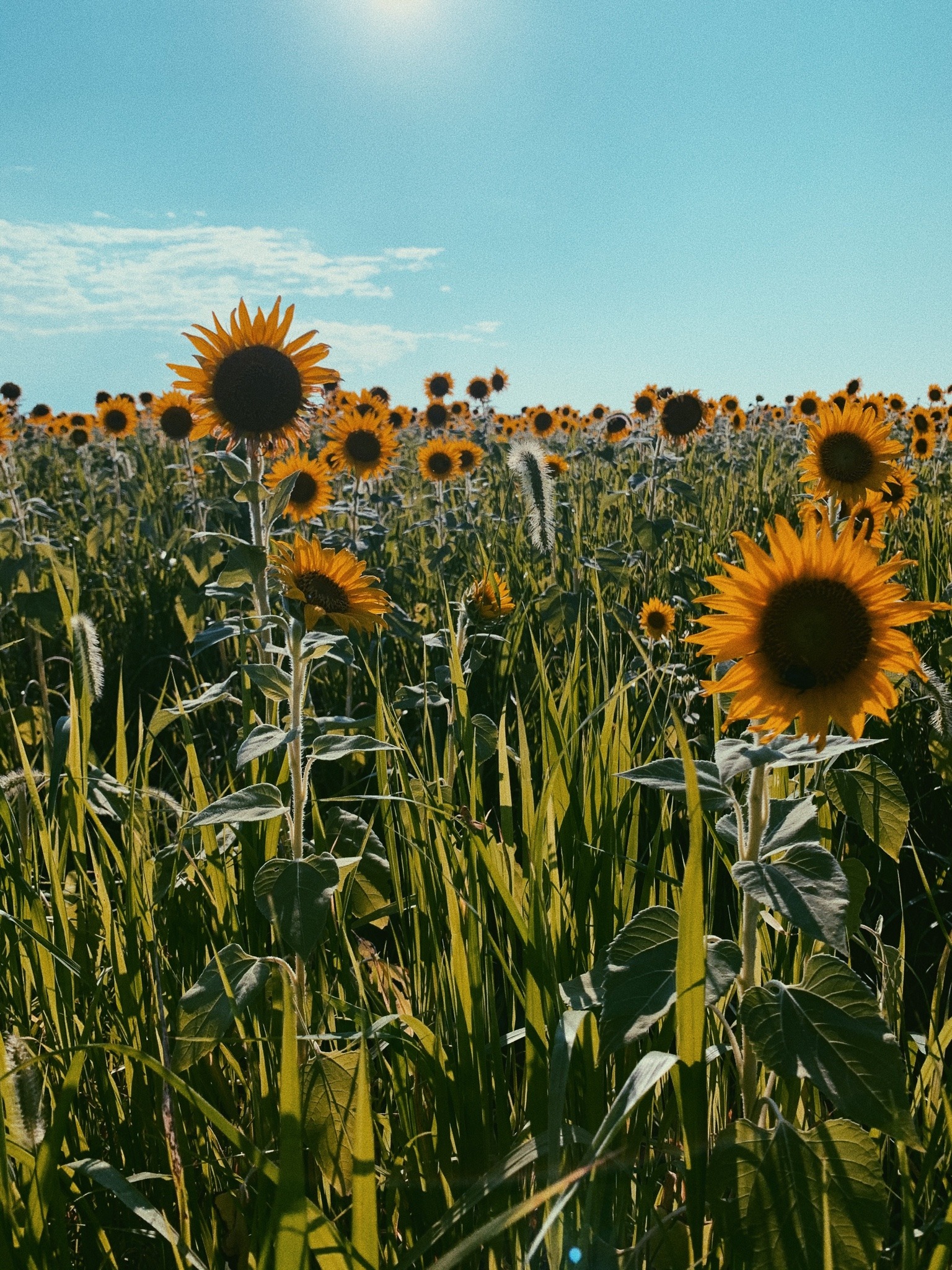 Porn photo went to see sunflowers the other day