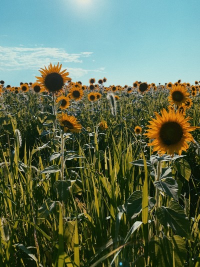 went to see sunflowers the other day adult photos