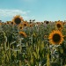 Porn photo went to see sunflowers the other day