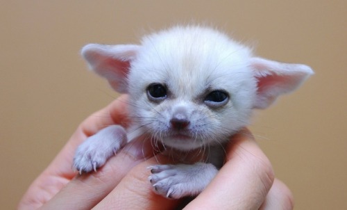 ricca-raccoon:zune-ishi:did-you-kno:mymodernmet:The Fennec Fox is the Most Adorable Animal in the Wo