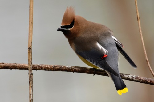 It’s always a treat to see cedar waxwings in the city