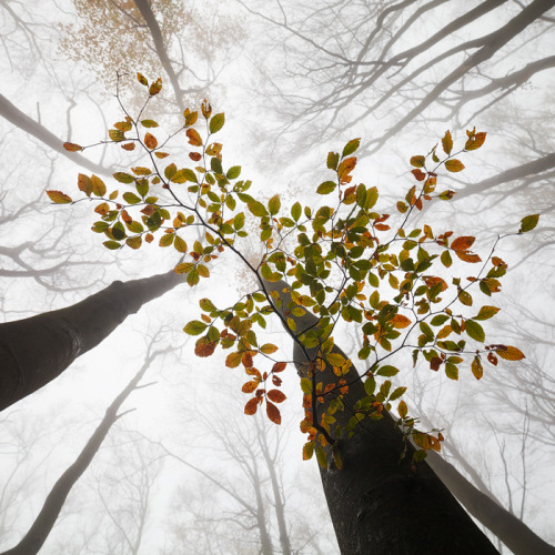 noctaeris:  Martin Rak
