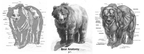 fucktonofanatomyreferences:  A superb fuck-ton of bear references. If you’re doing animation or something pertaining to bears walking, for the love of mud, watch some clips before you start. The forepaws move a bit differently from other animals. And