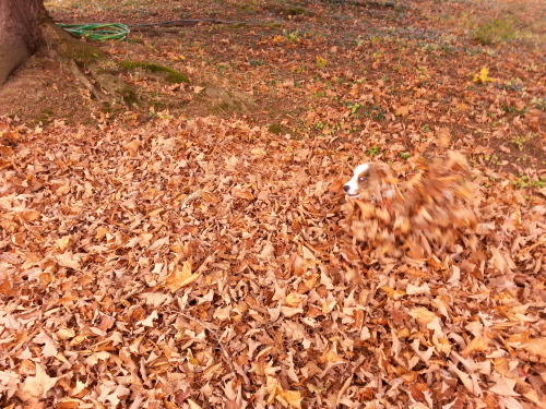 thefrogman:  grootisintothetrees:  Groot at 12 weeks playing in leaves.  This corgi is named Groot. Groot is very cute. 