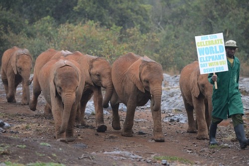 wildeles: Rescuing orphaned baby elephants in Kenya - in picturesTuesday 12 August 201410.50 EDTTo m