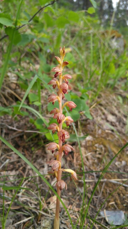 dailyplantfacts: Corallorhiza striata is in the orchid family Orchidaceae. Commonly known as striped