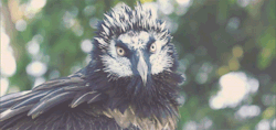 becausebirds:  Bearded Vulture 