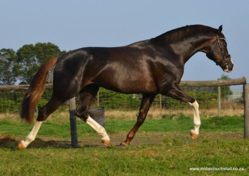equiday:doublebridle:Quantico - 17hh, Liver Chestnut Sabino, Hanoverian Stallion by Quarterback BB out of a State Premiu