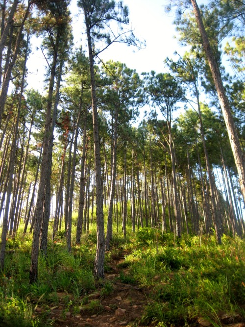 trailpace:Hiking through the pines, Mt Tabor 