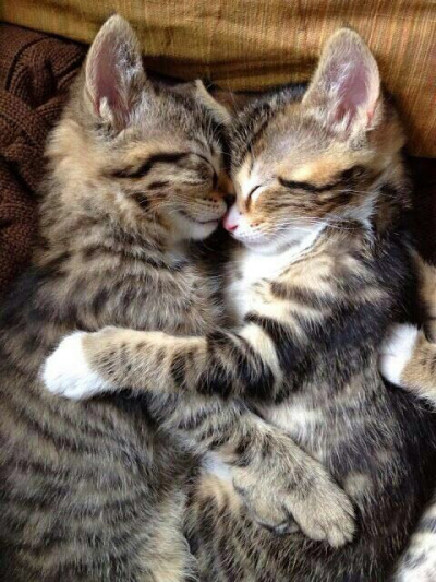 cats cuddling