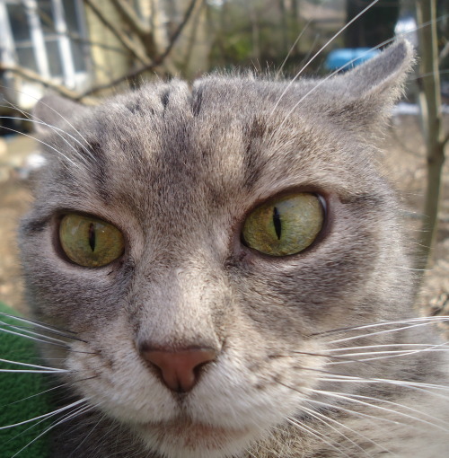 Emu has storms in her eyes (submitted by beastieandthebeasts)