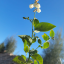 sunshinerbst