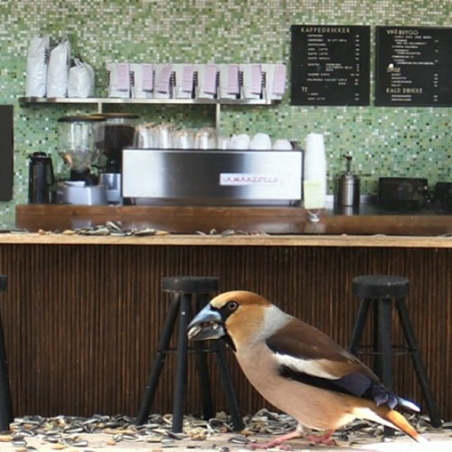 Hawfinch. A less-frequent visitor to the coffee shop (I&rsquo;ve only spotted one once). They&rsquo;