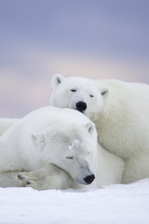 wolverxne: Polar Bears and Pink Sky | by: { Matthew Studebaker }