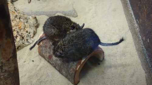 Degus at the Smithsonian National Zoo in Washington D.C.