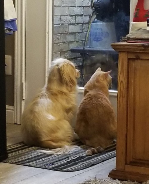 petvlsus:Babushka girl and ginger boy in love forever