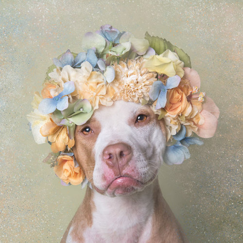 tamponinateacup: awesome-picz: ‘Pit Bull Flower Power’ by  French photographer Soph