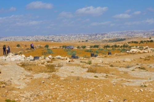 momo33me: 48 young olive trees destroyed in South Hebron Hills October 3, 2013 At Tuwani - This morn