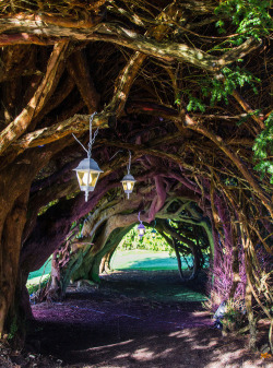 bluepueblo:  Yew Tree Tunnel, Aberglasney