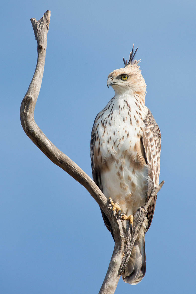 llbwwb:  (via 500px / Changeable Hawk Eagle by Milan Zygmunt)