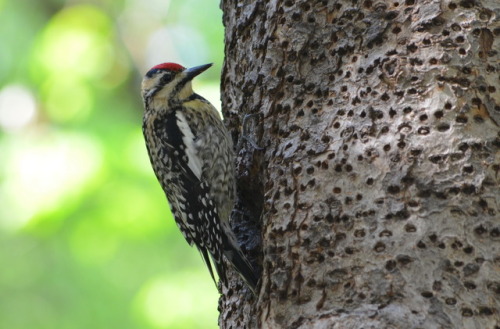 Yellow-bellied sapsucker in Madison Square ParkeBird says they’re rare at this time, but they 