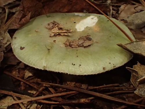 Oooo… interesting species of mushroom. Nice find.