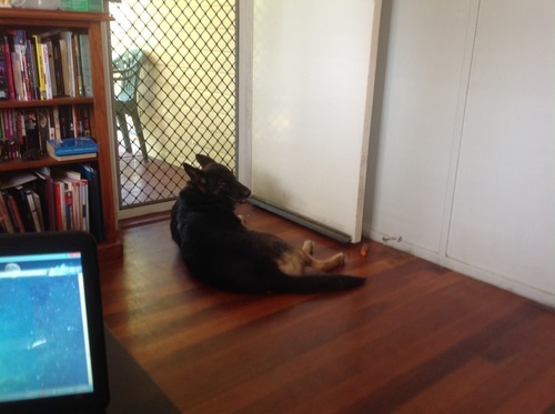 Oh, those kooky German Shepherds!