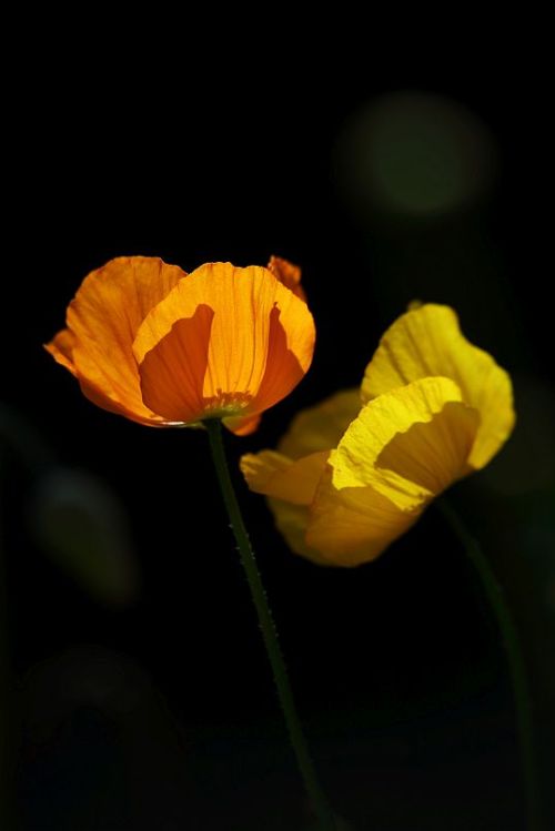 Welsh Poppy / Kambrischer Scheinmohn (Meconopsis cambrica &lsquo;Aurantiaca&rsquo;